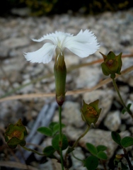 Dianthus longicaulis