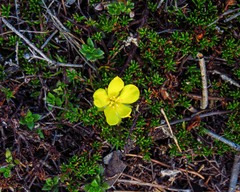 Hibbertia procumbens