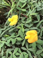 Arachis glabrata