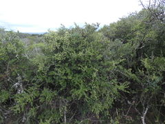 Mystroxylon aethiopicum