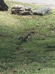 Sciurus carolinensis