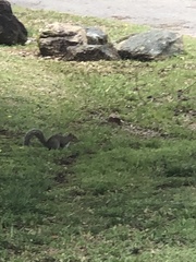 Sciurus carolinensis