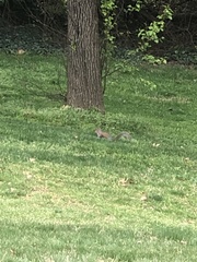 Sciurus carolinensis