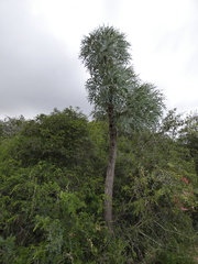 Cussonia paniculata sinuata