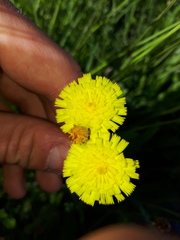 Pilosella lactucella