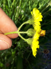 Pilosella lactucella