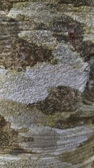 Lecanora albella
