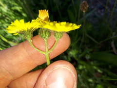 Pilosella lactucella