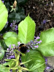 Bombus