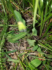 Pilosella lactucella