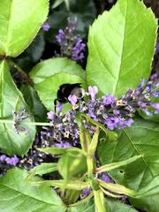 Bombus
