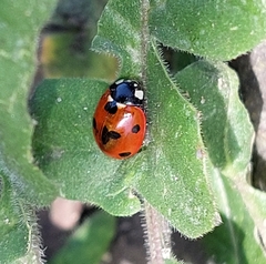 Coccinella septempunctata