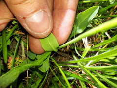Pilosella lactucella