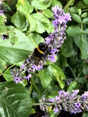 Bombus