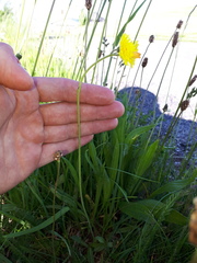 Pilosella lactucella