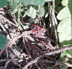 Pyrrhocoris apterus