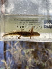 Ambystoma opacum