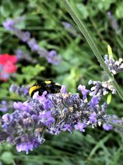 Bombus