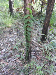 Parsonsia plaesiophylla