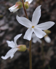Lithophragma