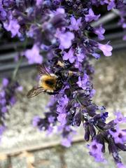 Bombus