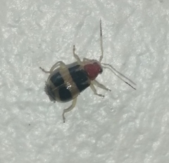Gynandrobrotica