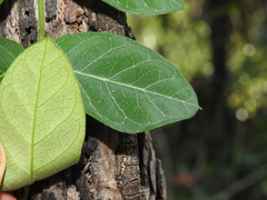 Parsonsia plaesiophylla