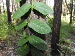 Parsonsia plaesiophylla