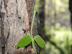 Parsonsia plaesiophylla