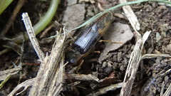 Conoderus semimarginatus