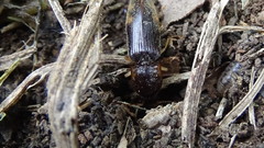 Conoderus semimarginatus