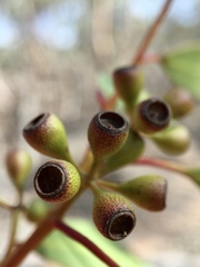 Eucalyptus gracilis