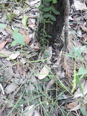 Parsonsia plaesiophylla