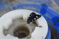 Alypiodes bimaculata