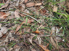 Parsonsia plaesiophylla