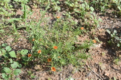 Talinum aurantiacum