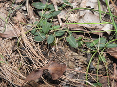 Parsonsia plaesiophylla