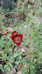 Calochortus pringlei