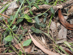 Parsonsia plaesiophylla