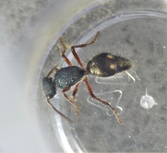 Ephutomorpha bicolorata