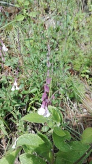 Calochortus pringlei