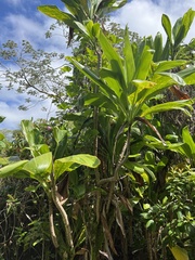 Cordyline fruticosa