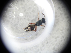 Ephutomorpha bicolorata