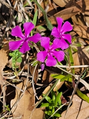 Phlox cuspidata