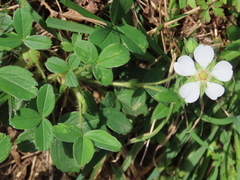 Potentilla montana