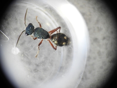 Ephutomorpha bicolorata