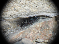 Ephutomorpha bicolorata