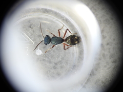 Ephutomorpha bicolorata