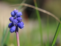 Muscari neglectum