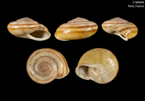 Escargot de Raspail